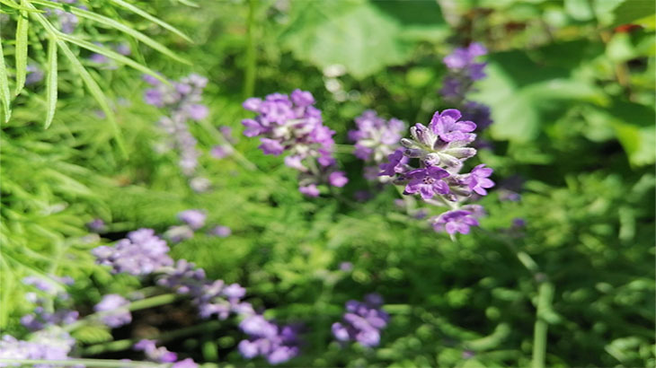 Lavender-officinalis