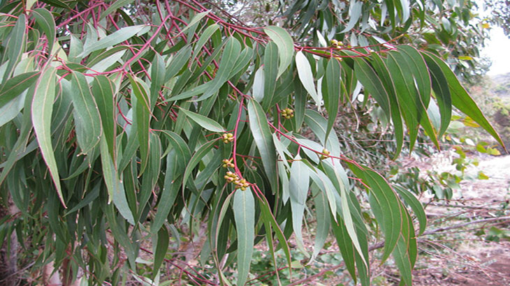 Eucalyptus-globulus-Labill