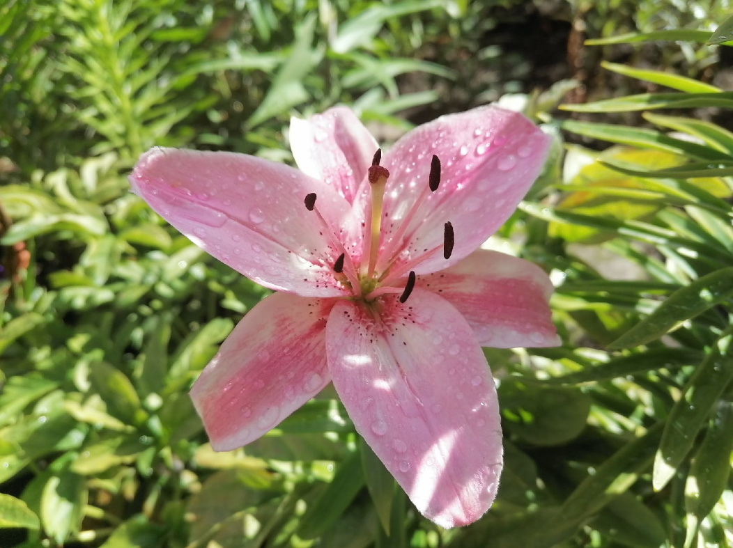 lilies-from-hybrids