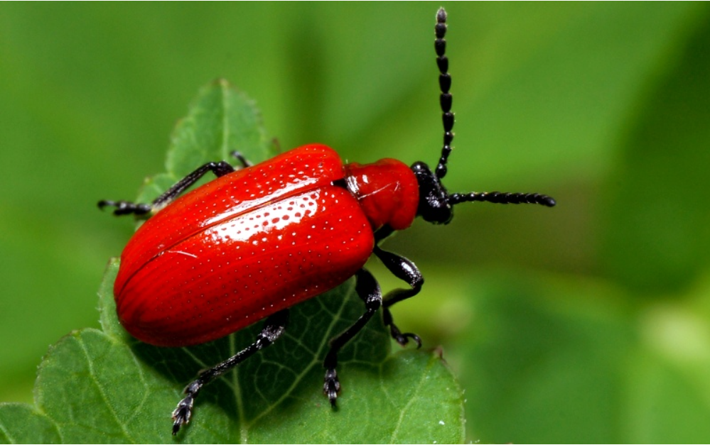 ratchet-beetle