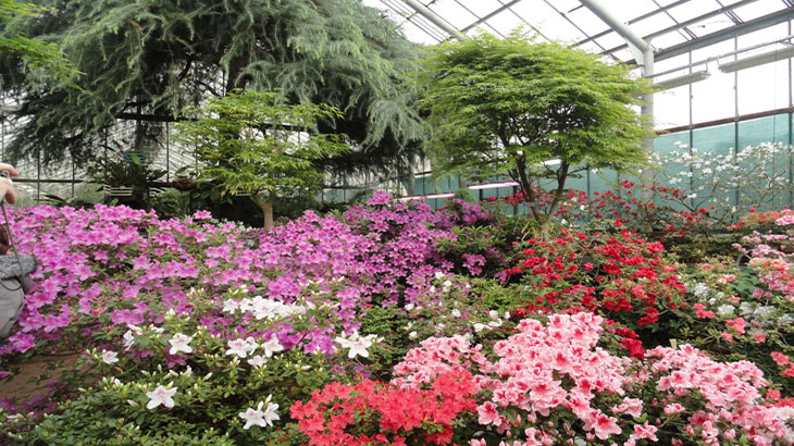 botanical-garden-of-peter-the-great-in-saint-petersburg-greenhouse