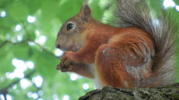squirrels-in-Catherines-park-Pushkin