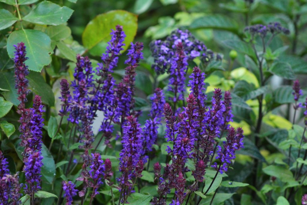 Salvia-nemorosa-Caradonna